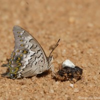 Charaxes solon Fabricius, 1793